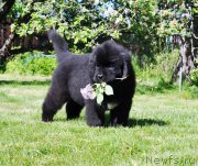 Превью фото № 208432