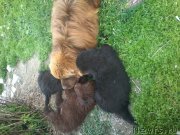 Превью фото № 208457