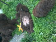 Превью фото № 208459