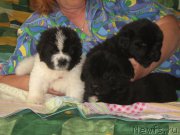 Превью фото № 208471