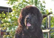 Превью фото № 208490