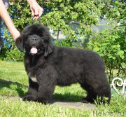 Превью фото № 208498