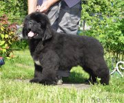 Превью фото № 208499