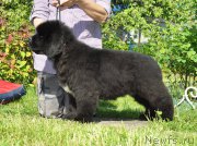 Превью фото № 208500