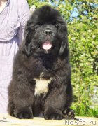 Превью фото № 208501