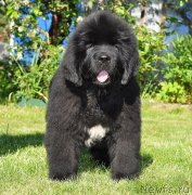 Превью фото № 208504