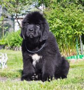 Превью фото № 208506