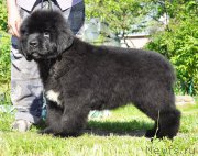 Превью фото № 208507