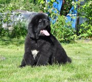 Превью фото № 208512