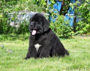 Превью фото № 208513