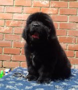 Превью фото № 208540