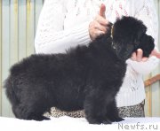 Превью фото № 208553