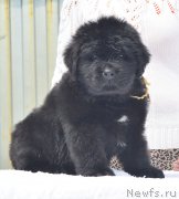 Превью фото № 208554