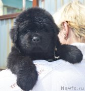 Превью фото № 208556