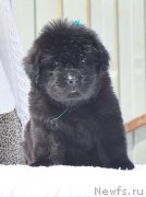 Превью фото № 208557