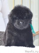 Превью фото № 208558