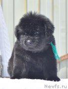 Превью фото № 208559