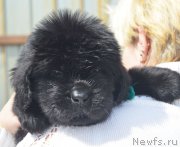 Превью фото № 208561