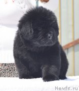 Превью фото № 208573