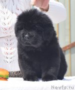 Превью фото № 208574