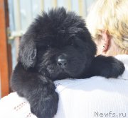 Превью фото № 208577