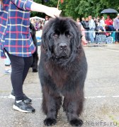 Превью фото № 208584