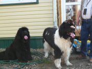 Превью фото № 208610