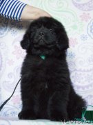 Превью фото № 208611