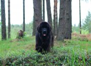 Превью фото № 208684