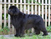 Превью фото № 208697