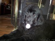 Превью фото № 208741