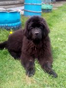 Превью фото № 208745