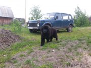 Превью фото № 208747