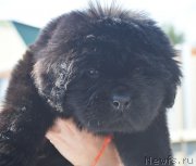 Превью фото № 208773