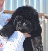 Превью фото № 208774