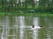 Превью фото № 208823