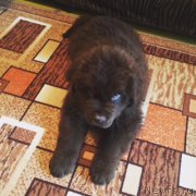 Превью фото № 208868