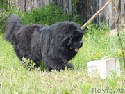 Превью фото № 208871