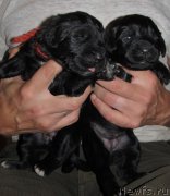 Превью фото № 208910