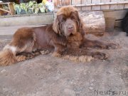 Превью фото № 208945