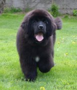 Превью фото № 208951