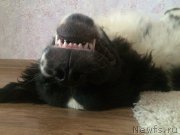 Превью фото № 209013