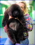 Превью фото № 209024