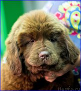 Превью фото № 209029