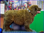 Превью фото № 209030