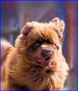 Превью фото № 209043