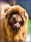 Превью фото № 209044