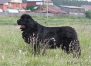 Превью фото № 209048