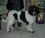 Превью фото № 20905