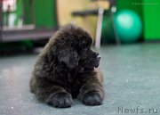 Превью фото № 209060